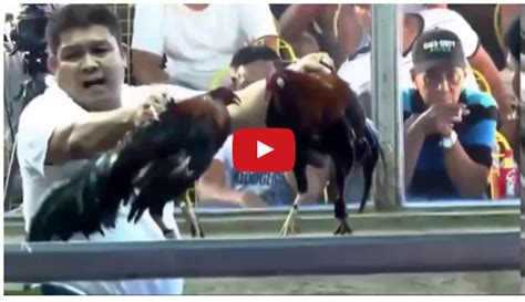 sabong derby full video|WORLD SLASHER CUP .